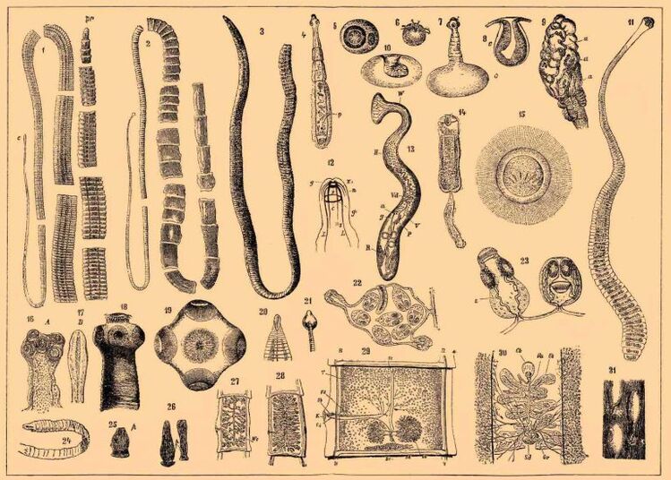 Tipos de vermes no corpo humano